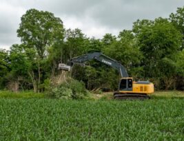 When to Decide That a Tree Needs to Be Removed