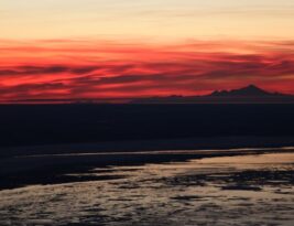 Tree Removal: Understanding the Costs