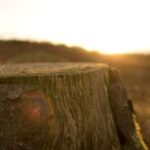 Stump Remains - close up photography of tree trunk