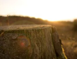 Post-removal: Handling the Leftover Stump