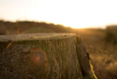 Stump Remains - close up photography of tree trunk