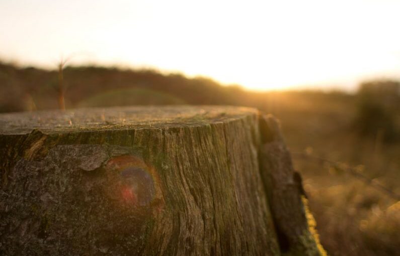 Stump Remains - close up photography of tree trunk