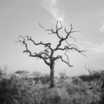 Dead Tree - bare tree on green grass field under white clouds