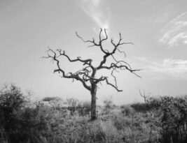 The Risks of Leaving a Dead Tree Standing