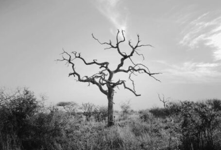 Dead Tree - bare tree on green grass field under white clouds