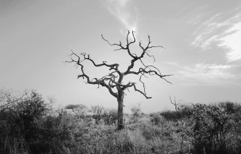 Dead Tree - bare tree on green grass field under white clouds