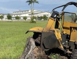 The Basics of Stump Grinding