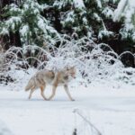 Winter Tree Care - gray wolf walking on snow