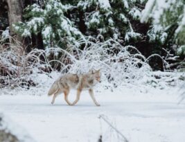 Winter Care for Your Trees: Vital Tips