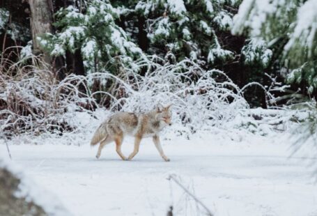 Winter Tree Care - gray wolf walking on snow