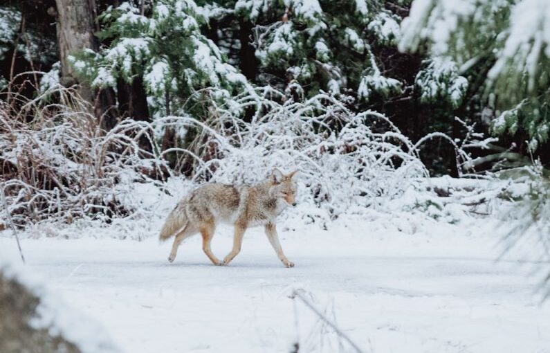 Winter Tree Care - gray wolf walking on snow
