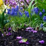 Garden Mulch - a garden filled with lots of purple and yellow flowers