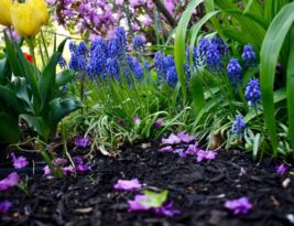 Turning Your Ground Tree Stump into Garden Mulch