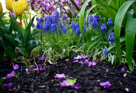 Garden Mulch - a garden filled with lots of purple and yellow flowers
