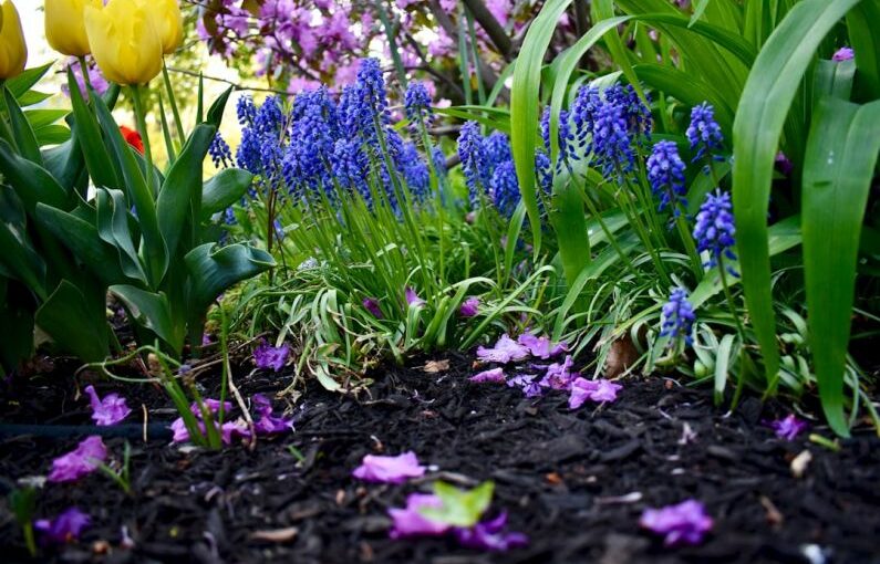 Garden Mulch - a garden filled with lots of purple and yellow flowers