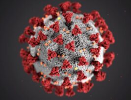 Stump Grinding for Disease Control