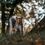 Wildlife Stump - long-coated gray and brown animal near tree trunk