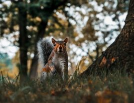 Attracting Wildlife with Leftover Stumps