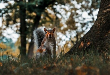 Wildlife Stump - long-coated gray and brown animal near tree trunk
