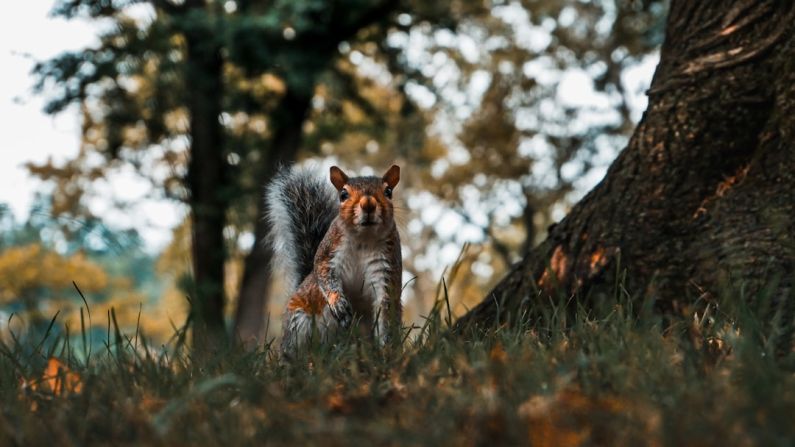 Wildlife Stump - long-coated gray and brown animal near tree trunk