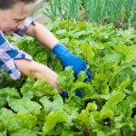 Yard Preparation - a woman kneeling down in a garden with lots of green plants