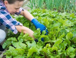 Preparing Your Yard for Stump Grinding