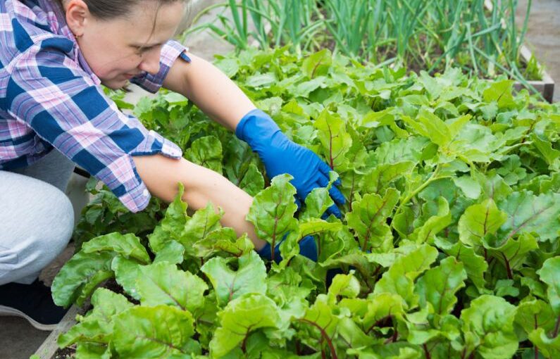 Yard Preparation - a woman kneeling down in a garden with lots of green plants