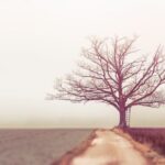 Climate Tree - bare tree during daytime
