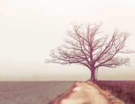 Choosing the Right Tree for Your Climate