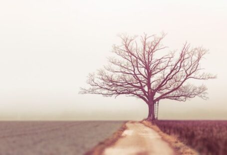 Climate Tree - bare tree during daytime