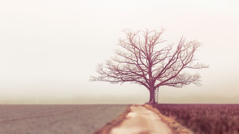 Climate Tree - bare tree during daytime