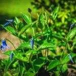 Planting Calendar - a group of blue flowers