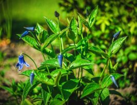 The Best Time to Plant Trees