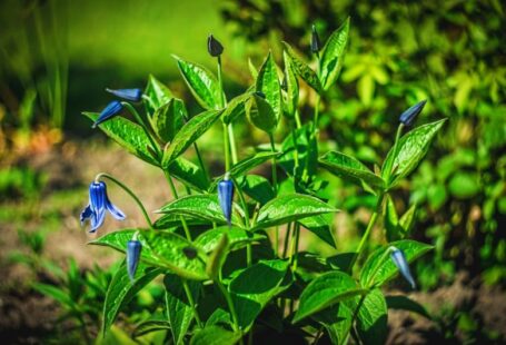 Planting Calendar - a group of blue flowers