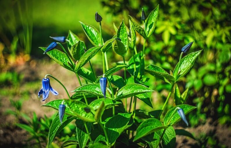 Planting Calendar - a group of blue flowers