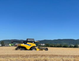 Planting Techniques for Healthy Growth