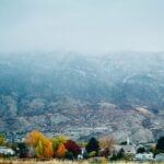 Native Trees - tall trees in front of rock formation