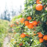 Fruit Trees - orange fruit tree