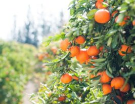 Growing Fruit Trees in Your Backyard