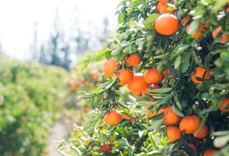Fruit Trees - orange fruit tree