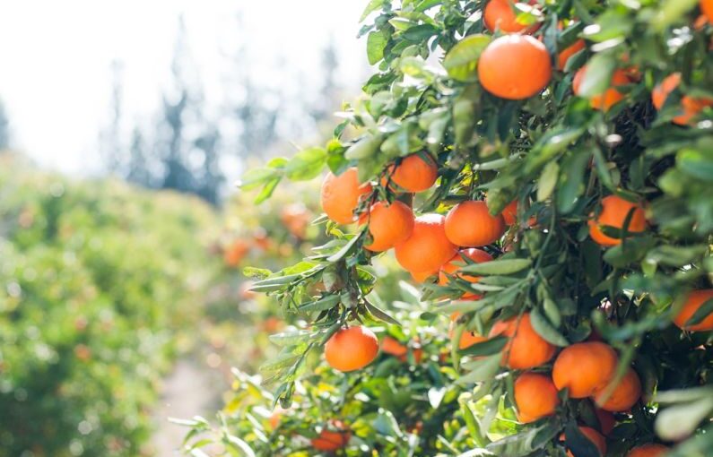 Fruit Trees - orange fruit tree