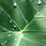 Planting Plan - a large green leaf with drops of water on it