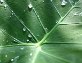 Creating a Tree Planting Plan: Tips and Strategies