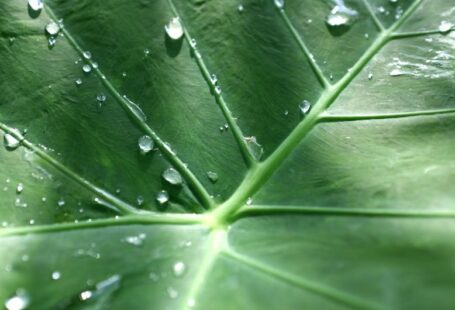 Planting Plan - a large green leaf with drops of water on it