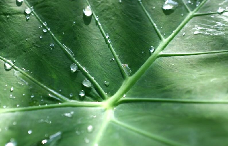 Planting Plan - a large green leaf with drops of water on it