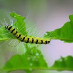 Tree Pests - yellow and black caterpillar on green leaf