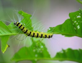 How to Discourage Harmful Pests Naturally