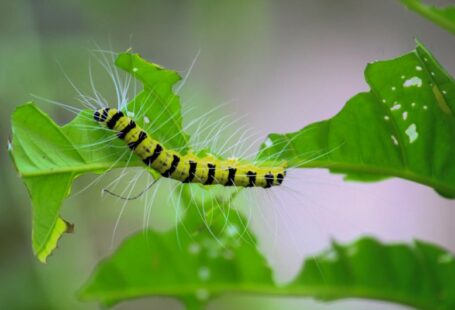 Tree Pests - yellow and black caterpillar on green leaf
