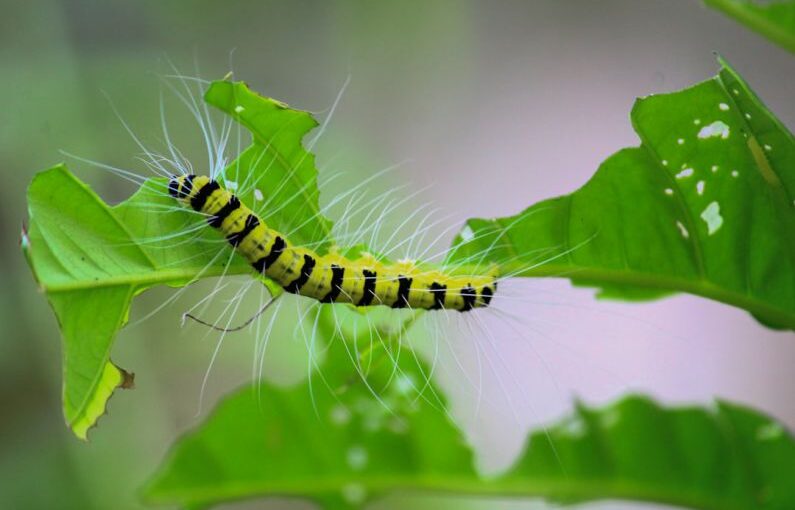 Tree Pests - yellow and black caterpillar on green leaf