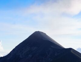 The Role of Trees in Biodiversity Enhancement